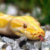 Serpiente-Amarilla
