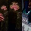 Misteriosa criatura fue capturada en Azerbaiyán