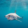 ¿Sabías que el animal más rápido del océano es un tiburón?