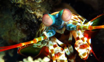 ¿Sabías que la patada del camarón mantis podría romper un acuario?