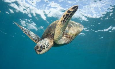 ¿Sabías que las tortugas marinas tienen un GPS interno?