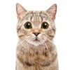 ¿Sabías que los bigotes de los gatos son un radar?