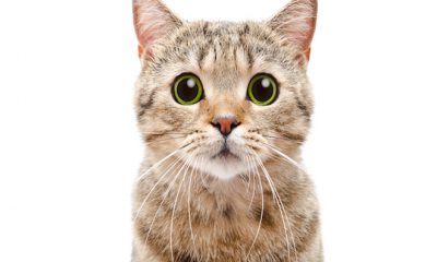 ¿Sabías que los bigotes de los gatos son un radar?