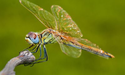 Los insectos guardan infinitos secretos