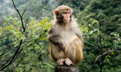 ¿Sabías que los monos tienen cuerdas vocales?