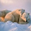 ¿Sabías que los osos polares tienen tres párpados?
