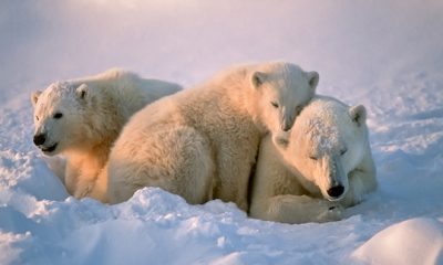 ¿Sabías que los osos polares tienen tres párpados?