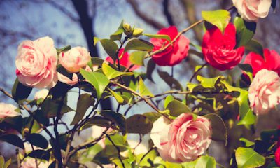 ¿Sabías que si regalas una rosa usas floriografía?