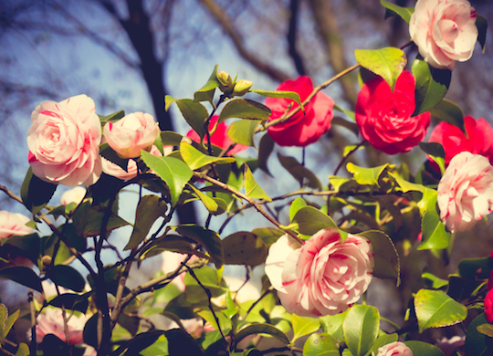 ¿Sabías que si regalas una rosa usas floriografía?