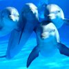 modofun.com-delfines-dialectos