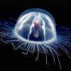 medusa- inmortal- modofun