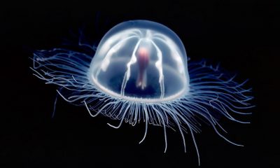 medusa- inmortal- modofun