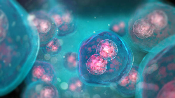 rejuvenecer- modofun- células humanas