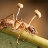 hormigas- zombies- modofun