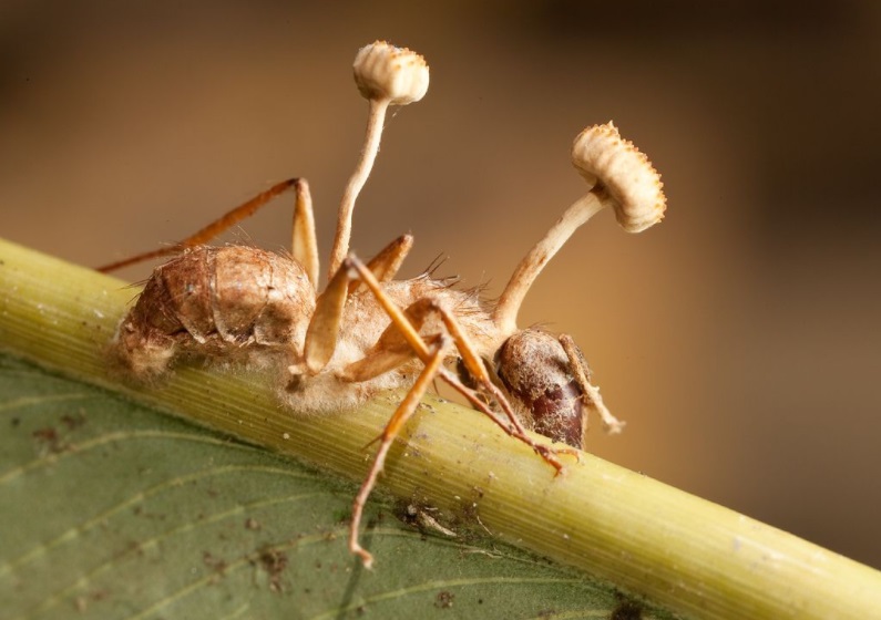 hormigas- zombies- modofun