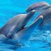 delfines- reconocerse- espejo- modofun