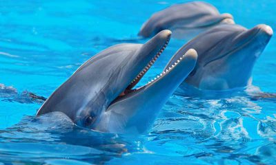 delfines- reconocerse- espejo- modofun