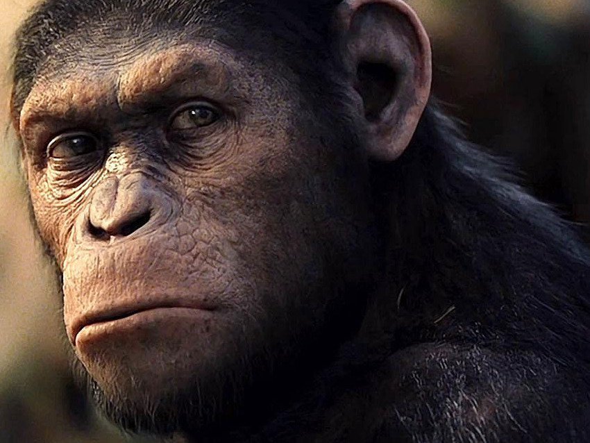 híbrido- humano chimpancé- modofun