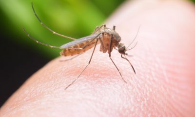 mosquitos- modofun
