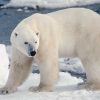 osos polares- modofun- extinguirse