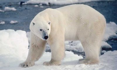 osos polares- modofun- extinguirse