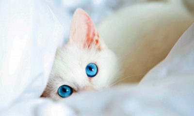 gatos blancos con ojos azules- modofun