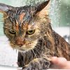 gatos odian el agua
