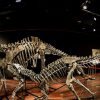 The skeletons two Jurassic age (161-145 million years) dinosaurs, a Diplodocus (back) and an Allosaurus (front) are displayed on April 6, 2018, before being auctioned on April 11 at the Drouot auction house in Paris. / AFP PHOTO / STEPHANE DE SAKUTIN