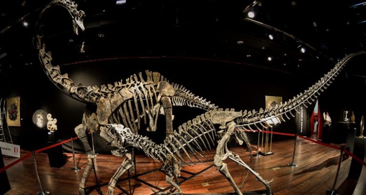 The skeletons two Jurassic age (161-145 million years) dinosaurs, a Diplodocus (back) and an Allosaurus (front) are displayed on April 6, 2018, before being auctioned on April 11 at the Drouot auction house in Paris. / AFP PHOTO / STEPHANE DE SAKUTIN