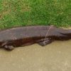 salamandra gigante de China-