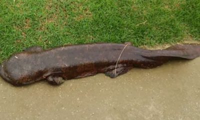 salamandra gigante de China-