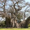 árbol más viejo de Europa-