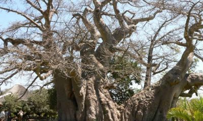 árbol más viejo de Europa-