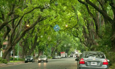 árboles en la ciudad-