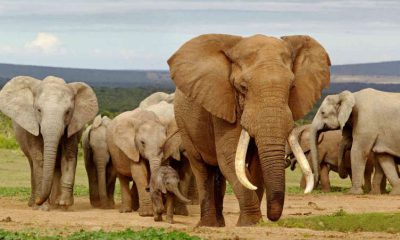 elefantes huérfanos-