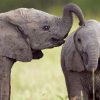 Elefantes- Abejas-