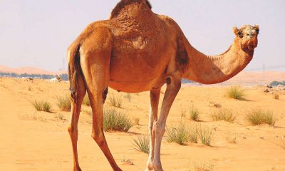 camellos-