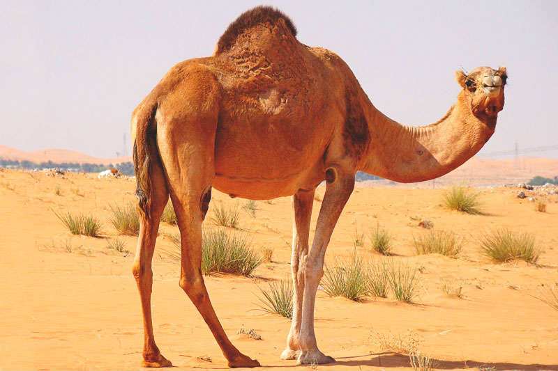 camellos-