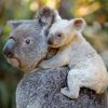 koalas son inmunes al veneno-