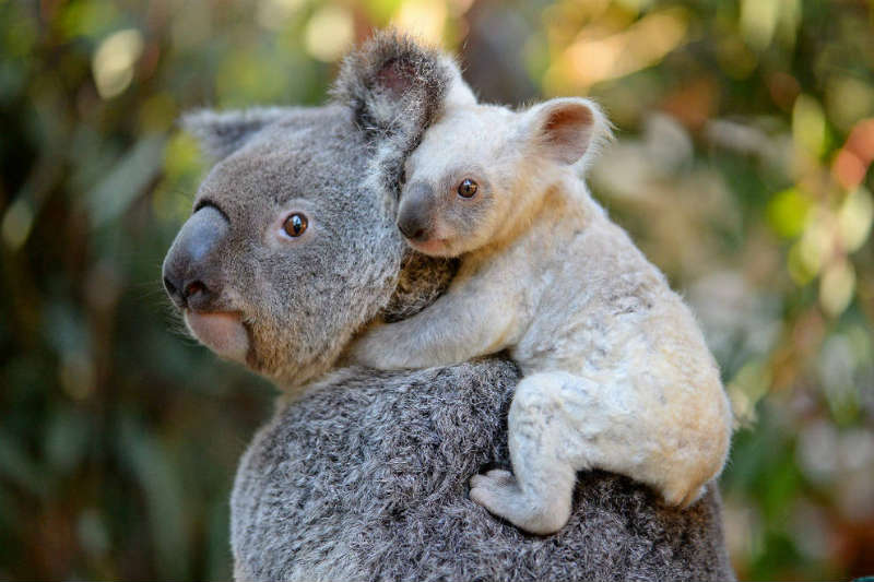 koalas son inmunes al veneno-