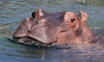 Hipopótama- jerusalén