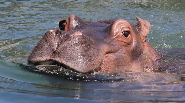 Hipopótama- jerusalén