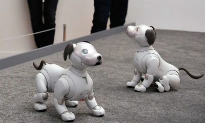 mascota con inteligencia artificial-