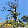 ¿Sabías que el árbol más viejo de Europa se encuentra en Italia y todavía sigue creciendo
