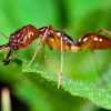 ¿Sabías que hay hormigas que se convierten en zombies al ser infectadas por un hongo