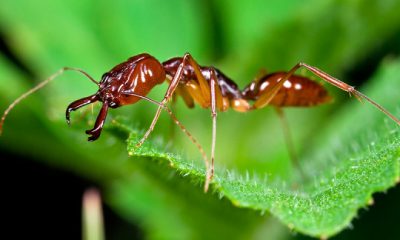 ¿Sabías que hay hormigas que se convierten en zombies al ser infectadas por un hongo