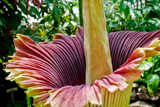 ¿Sabías que la “flor cadáver”, es la más grande del mundo y también la más apestosa