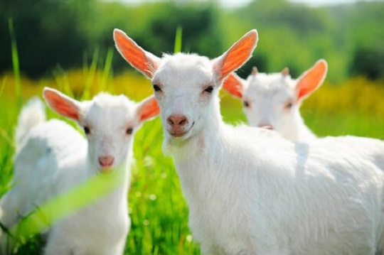 ¿Sabías que las cabras tienen pupilas rectangulares que les permiten ver mejor