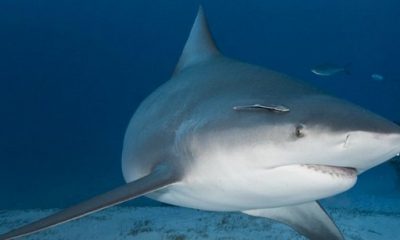 ¿Sabías que los embriones del tiburón toro se devoran unos a otros en el vientre materno?