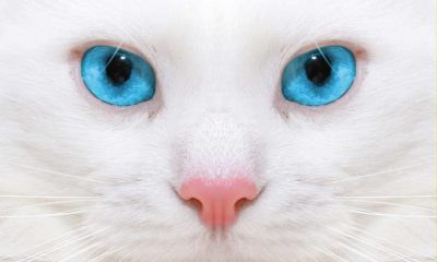 ¿Sabías que los gatos blancos de ojos azules son sordos